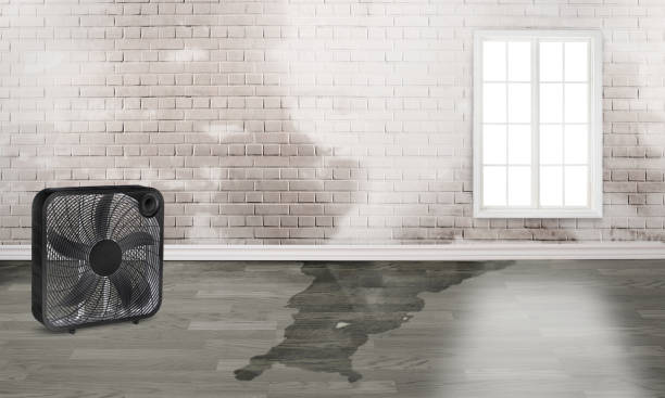 Best Water damage restoration specialists  in Belton, MO